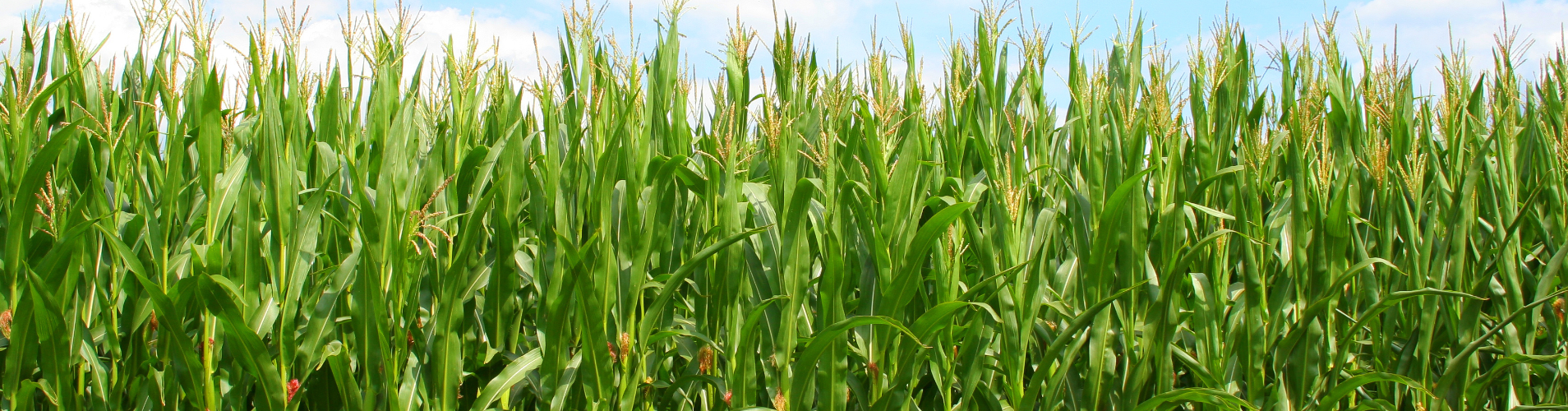 Corn field.